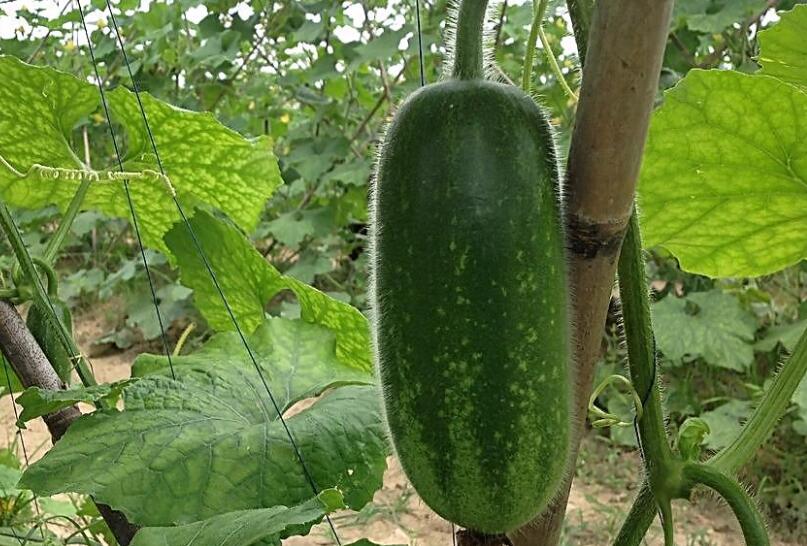 深圳蔬菜配送教您節(jié)瓜種植技術 種節(jié)瓜有哪些竅門？